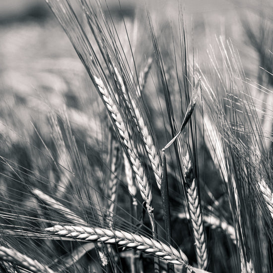 MiTribe Media aims to operate sustainably & ethically wherever possible